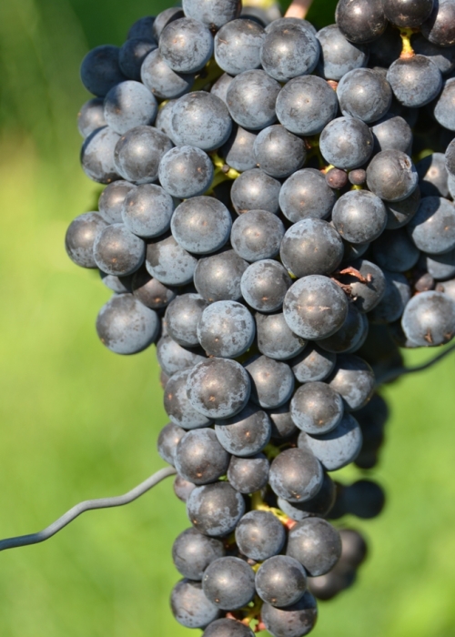 Merlot 13 Gm ANT 6448